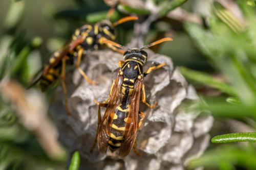 Polistes sp.