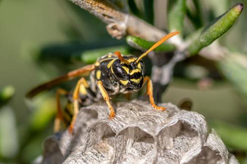 Polistes sp.