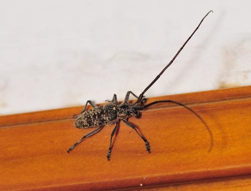 Monochamus galloprovincialis