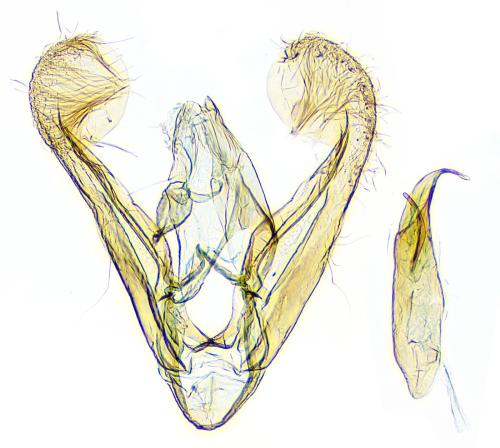 Elachista gleichenella