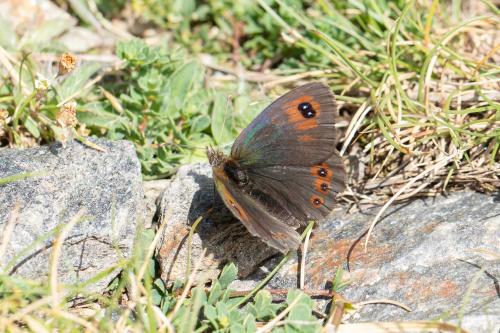 Réf. 301 284 : Erebia sp.