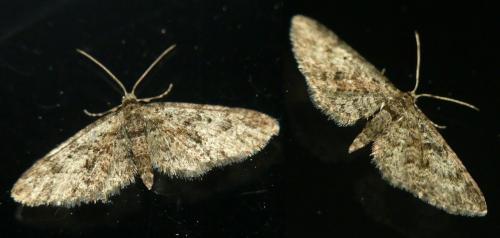 Eupithecia cocciferata