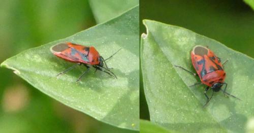 Eurydema ornata