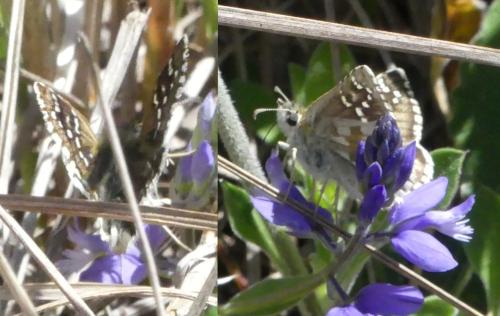 Pyrgus sp.
