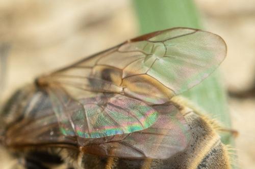 Lasioglossum sp.