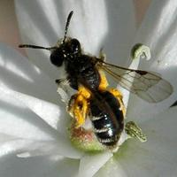 Andrena sp.