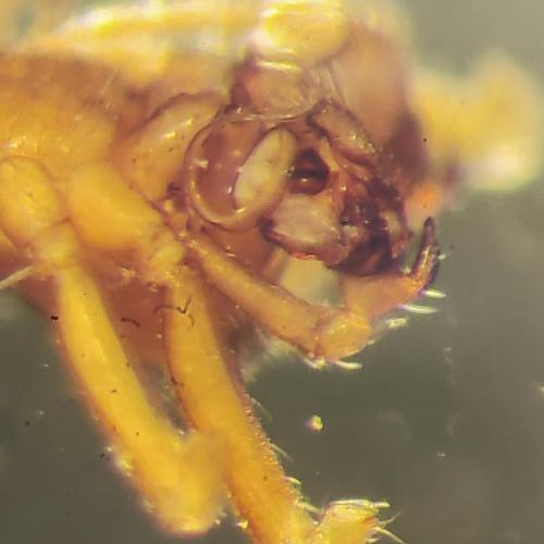 Lessertinella kulczynskii