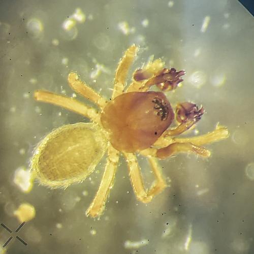 Lessertinella kulczynskii