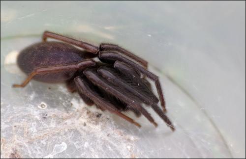 Segestria florentina