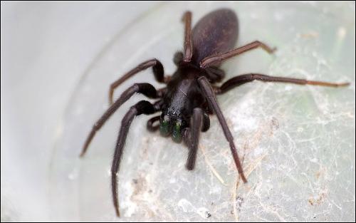 Segestria florentina