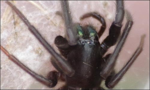 Segestria florentina