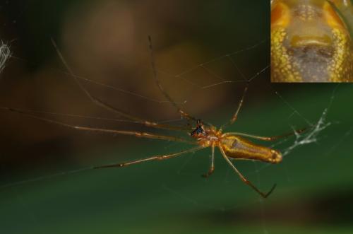 Tetragnatha montana