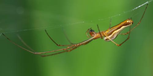 Tetragnatha montana