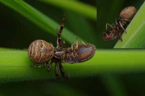 Xysticus sp.