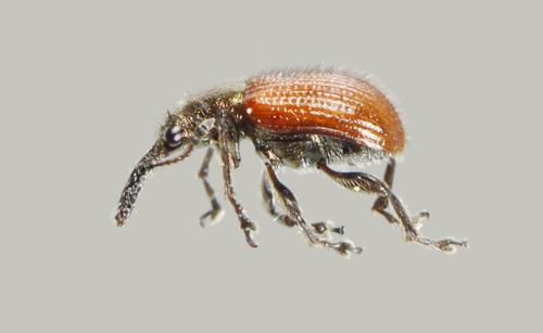 Tatianaerhynchites aequatus