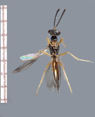 Gastracanthus pulcherrimus