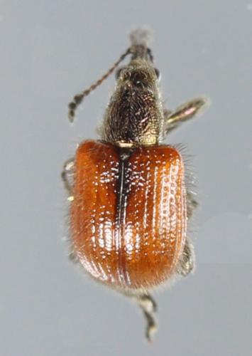 Tatianaerhynchites aequatus