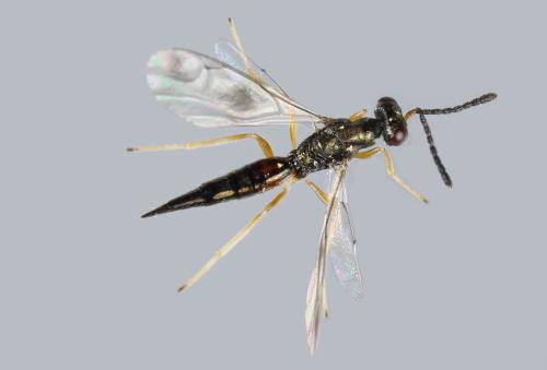 Gastracanthus pulcherrimus