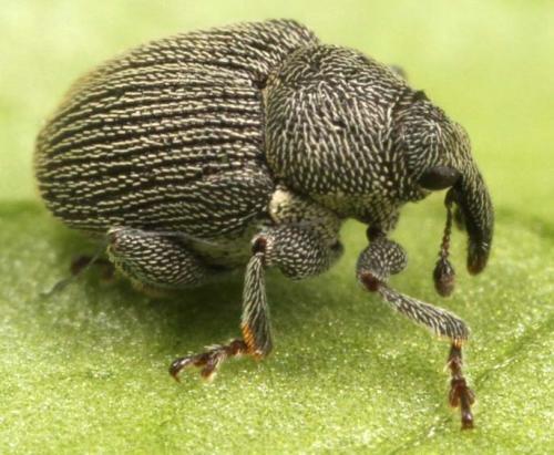 Thamiocolus subulatus