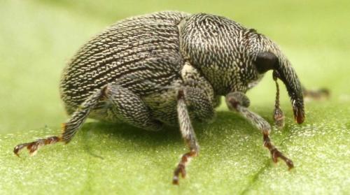 Thamiocolus subulatus