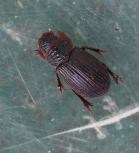 Réf. 301 519 : Psammodius sp.