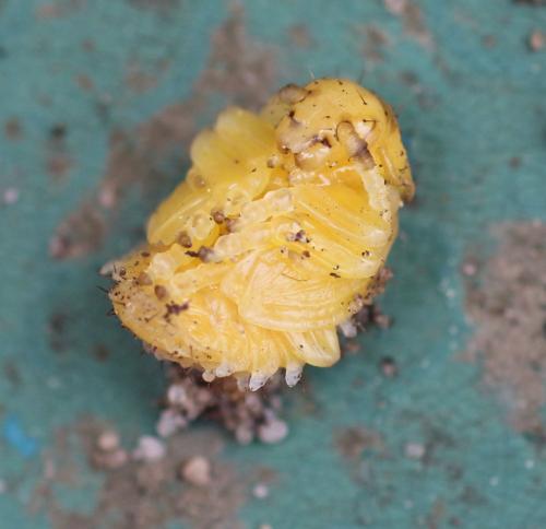 Galeruca tanaceti