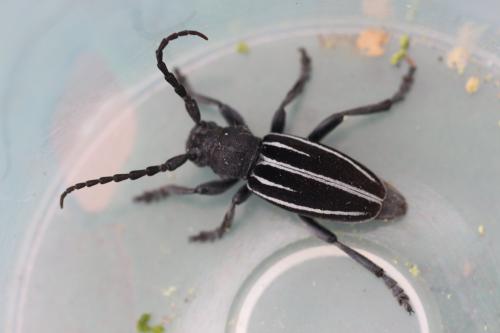 Réf. 301 682 : Iberodorcadion fuliginator