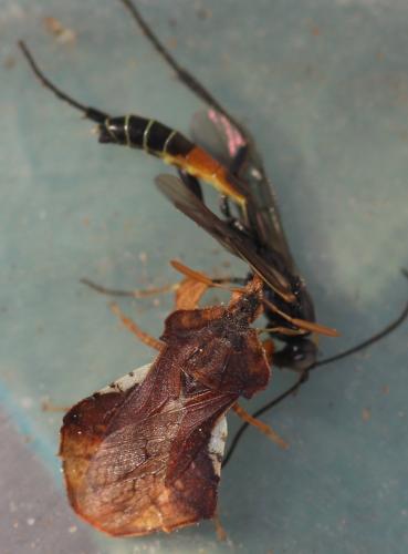 Phymata crassipes