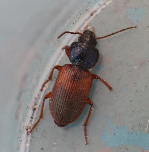 Gynandromorphus etruscus