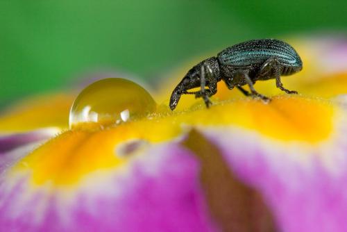 Perapion sp.