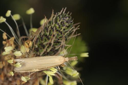 Réf. 301 671 : Pleurota pungitiella