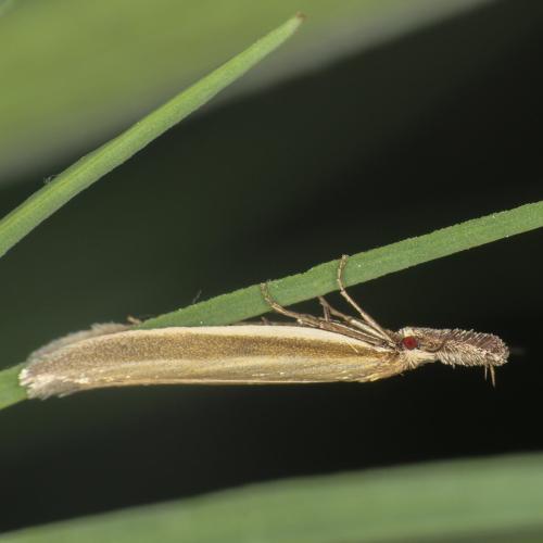 Réf. 301 669 : Pleurota pungitiella