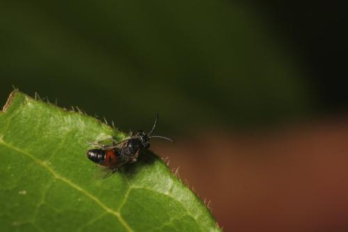 Sphecodes sp.