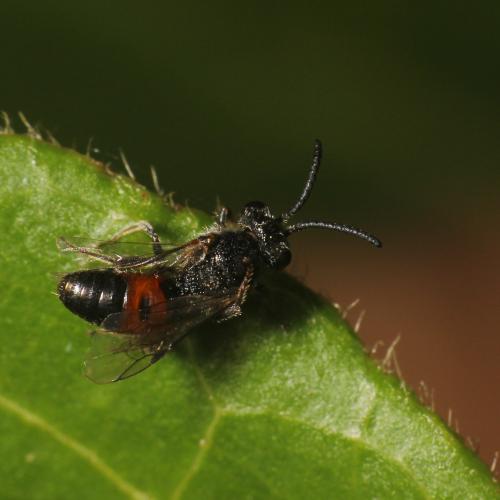 Sphecodes sp.