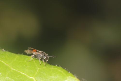 Sphecodes sp.