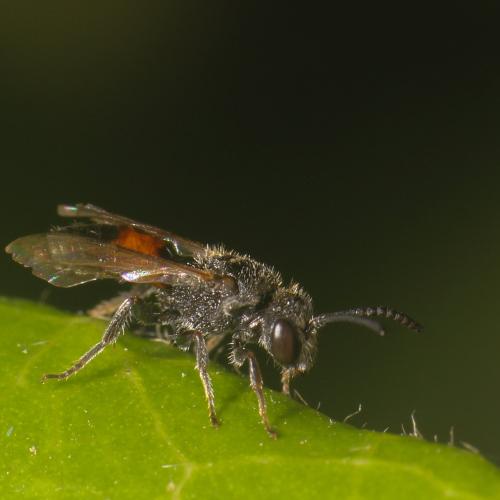 Réf. 301 222 : Sphecodes sp.