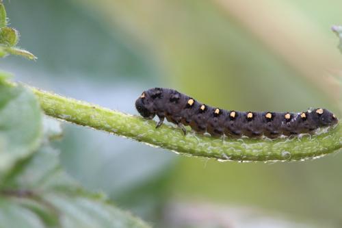Réf. 301 245 : Tenthredo thompsoni