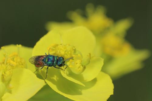 Réf. 301 029 : Chrysis splendidula