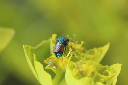 Réf. 301 028 : Chrysis splendidula