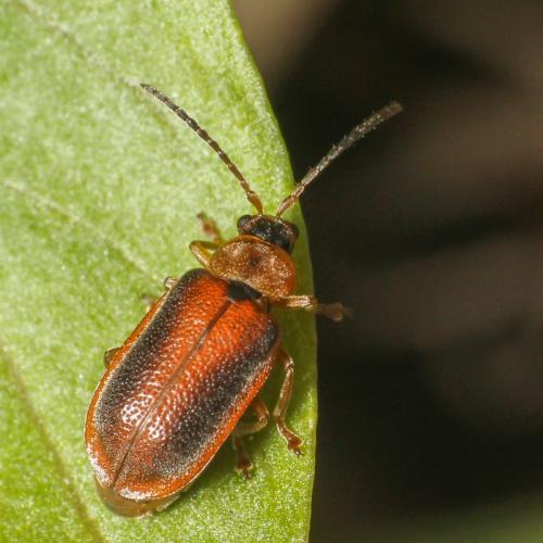 Réf. 301 560 : Galerucella calmariensis