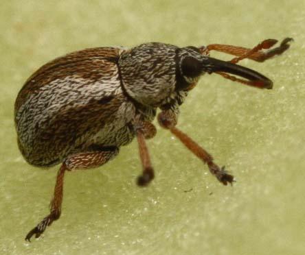 Réf. 301 612 : Apioninae inconnu
