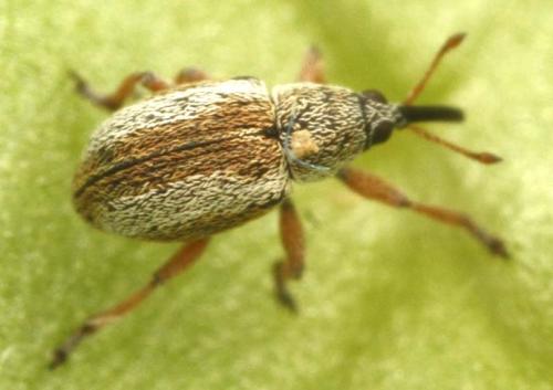 Réf. 301 621 : Apioninae inconnu