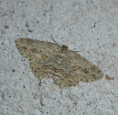 Ectropis crepuscularia