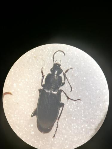 Réf. 301 754 : Poecilus purpurascens