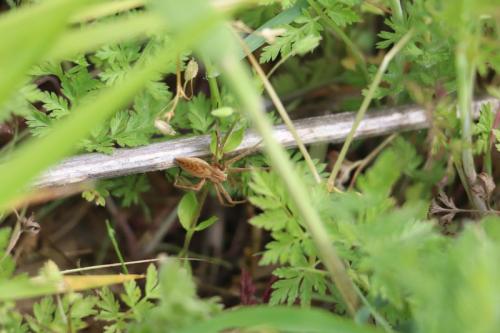 Réf. 301 765 : Pisaura mirabilis