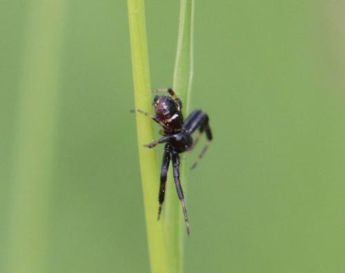 Synema globosum