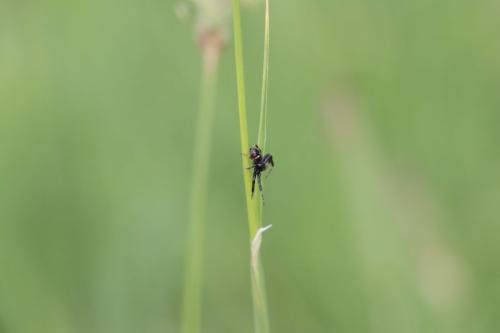 Synema globosum