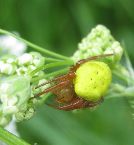 Réf. 301 574 : Araniella inconspicua
