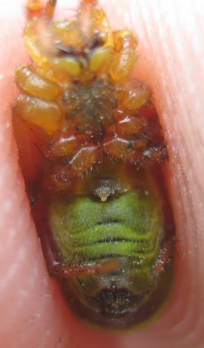 Araniella inconspicua