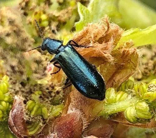 Réf. 301 799 : Dasytes caeruleus